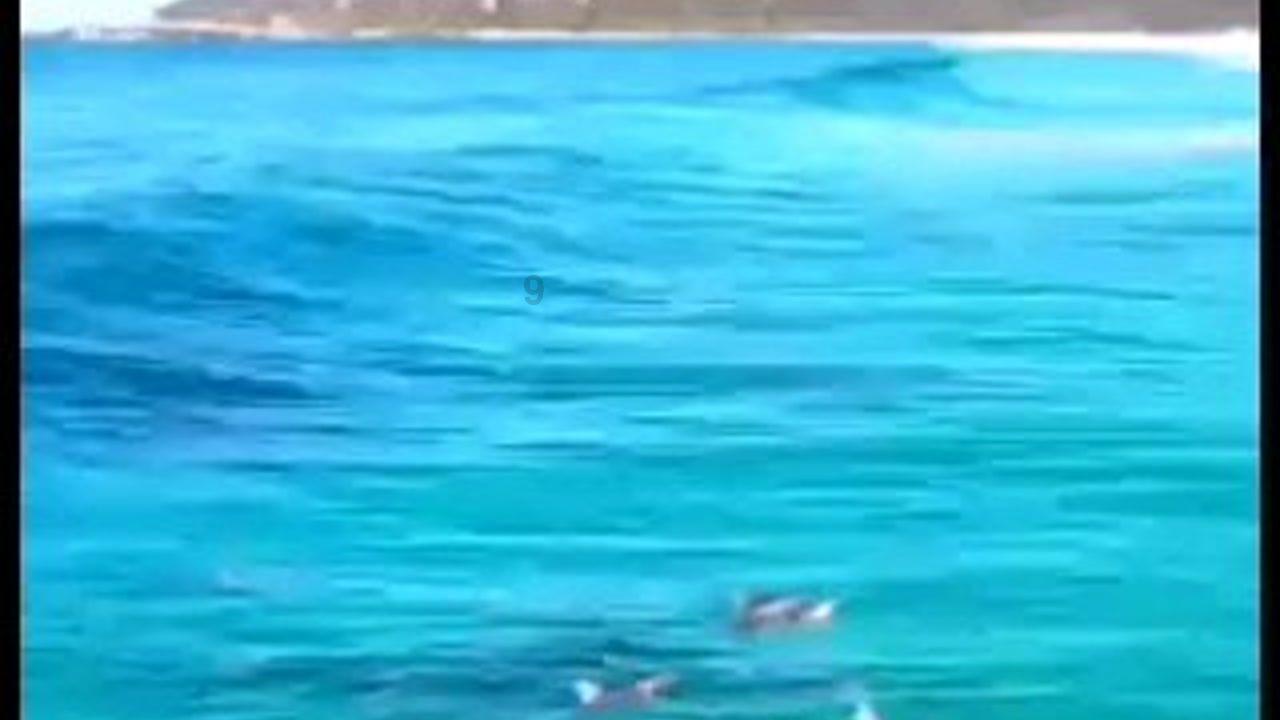 可爱的小孔雀救援
